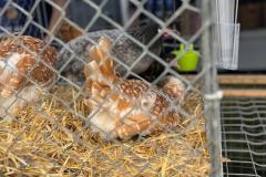 IMG-20250727-WA0037